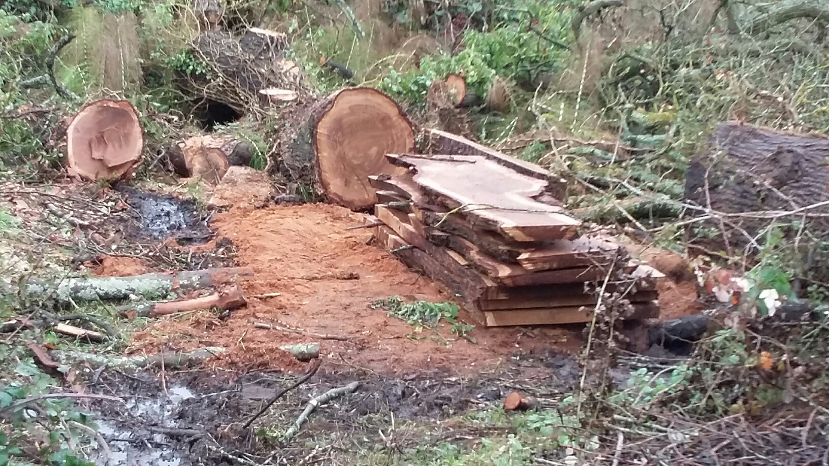 oak trunk Jan 2016